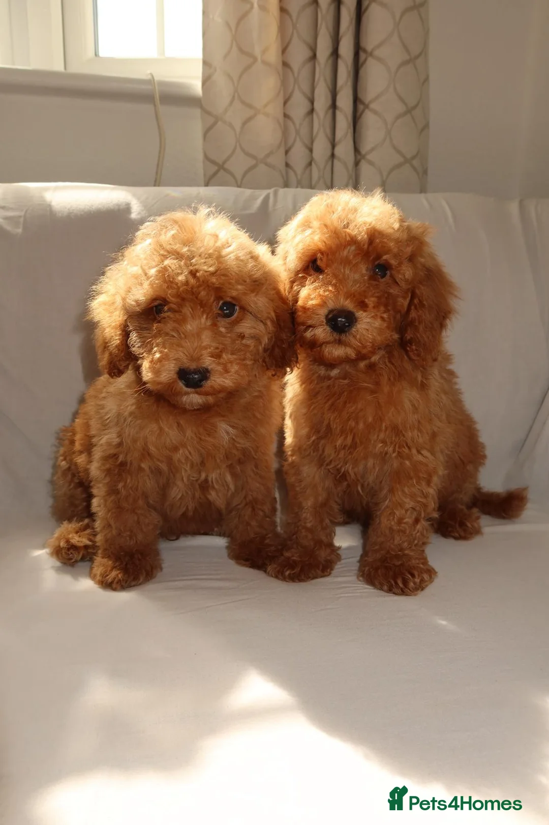 Toy Poodle dogs for sale: Toy Poodle Puppies  in Yarm - Advert 2