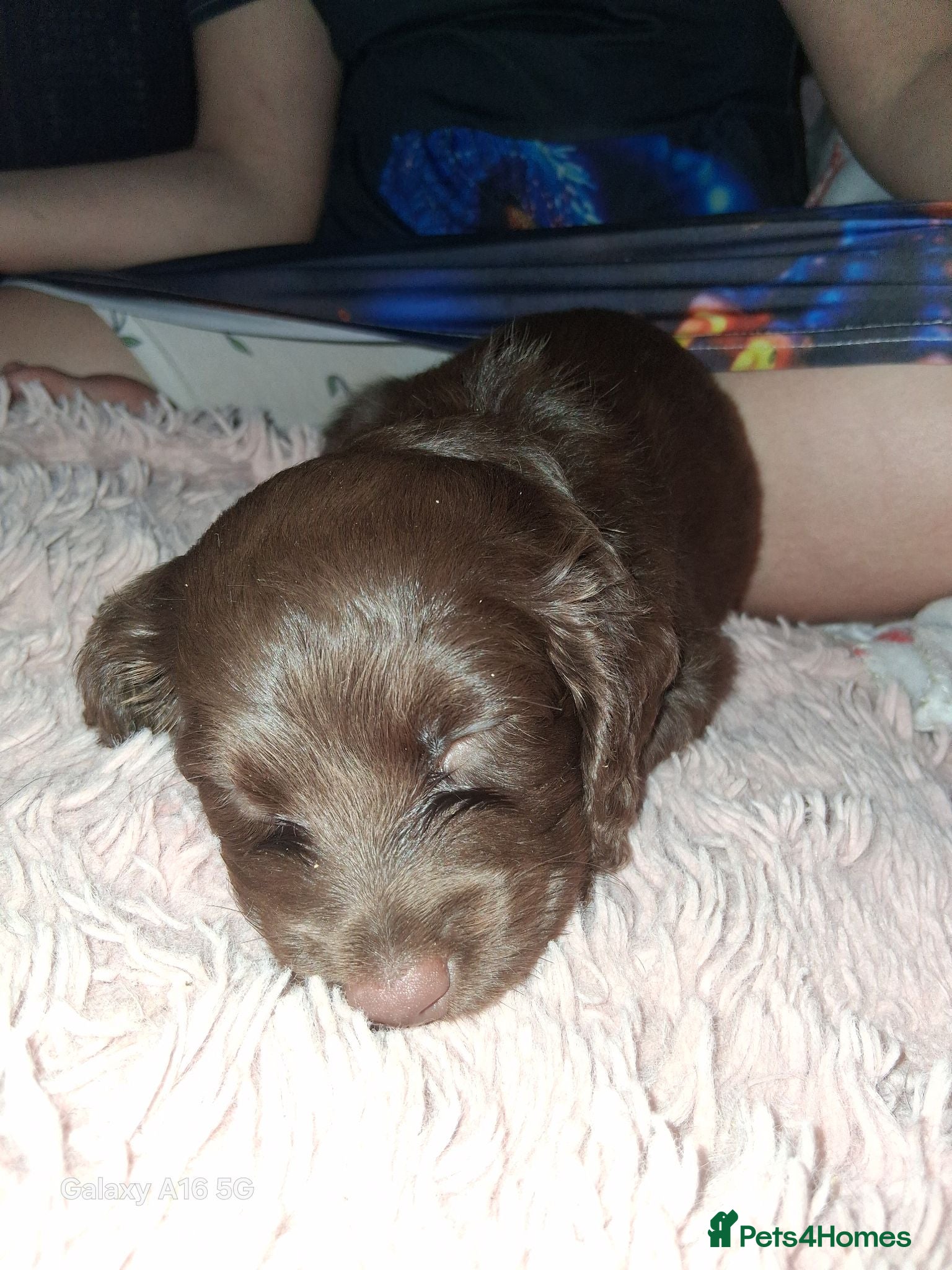 Cockapoo dogs Spaniel puppies - Advert 7