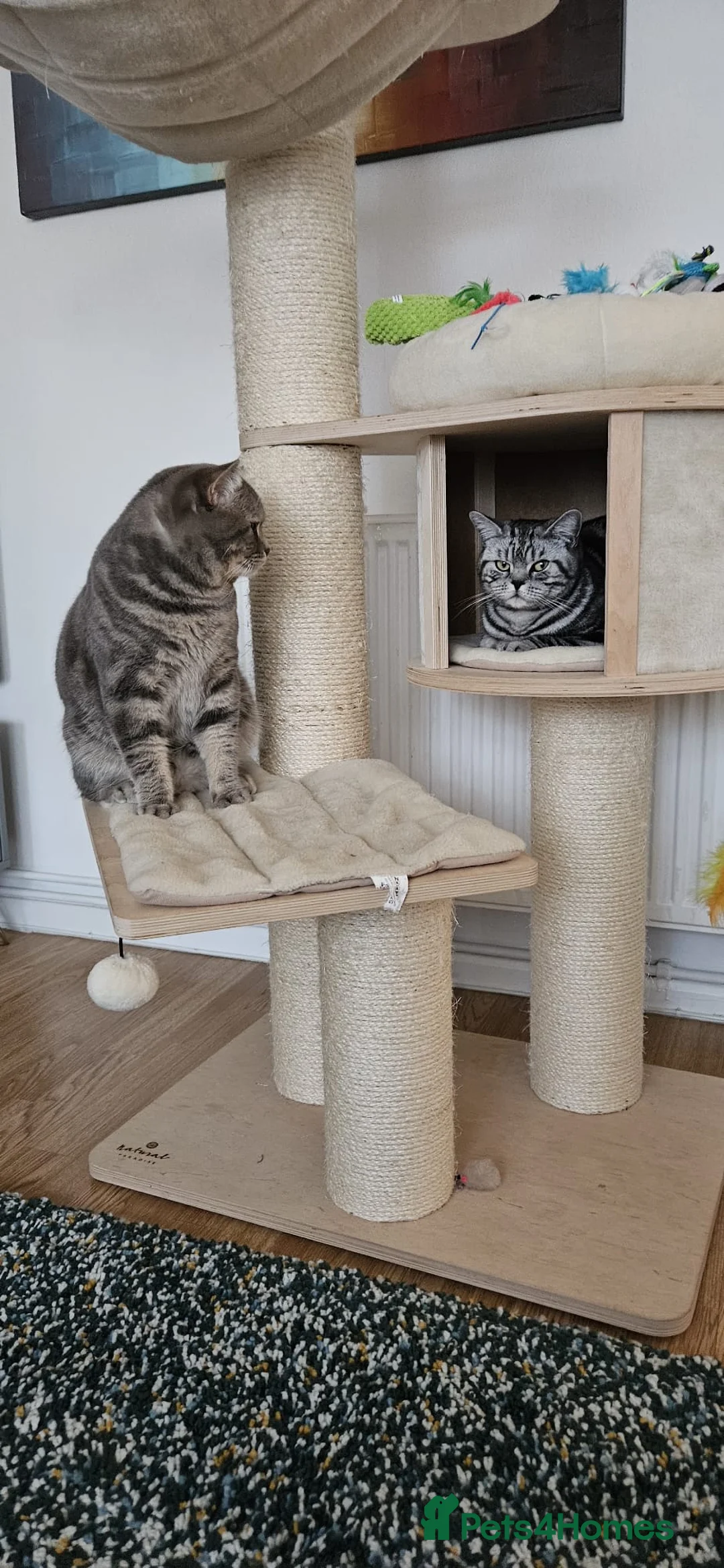 British Shorthair cats for stud: GCCF Registered Full pedigree Ready To Stud in London - Advert 11