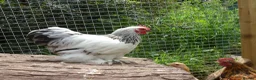 Chickens poultry for sale: Pekin Bantam Cockerels - Advert 4