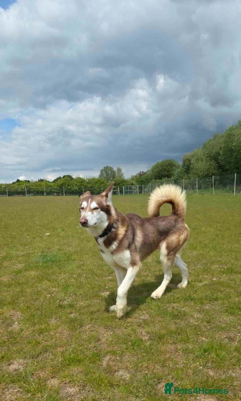 Siberian Husky dogs Red husky female  - Advert 1