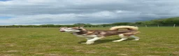 Siberian Husky dogs for sale: Red husky female  - Advert 1