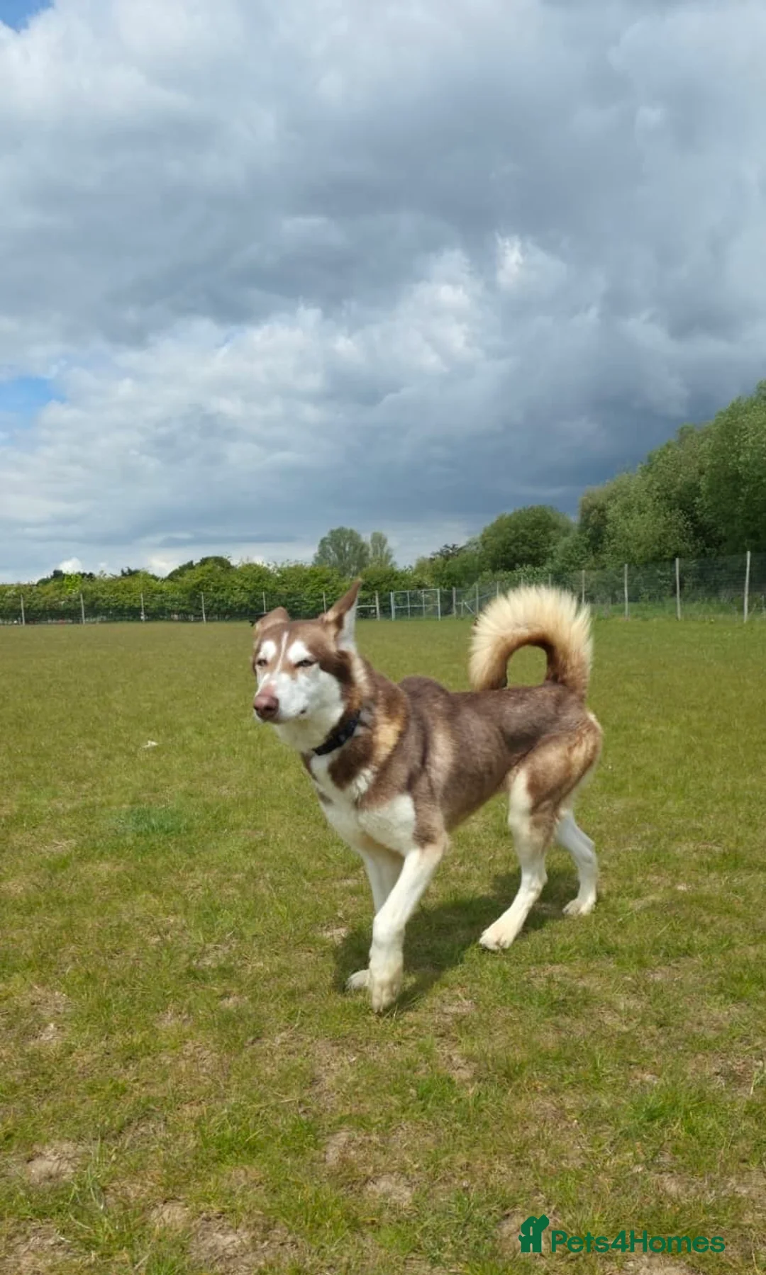 Siberian Husky dogs for sale: Red husky female  - Advert 1