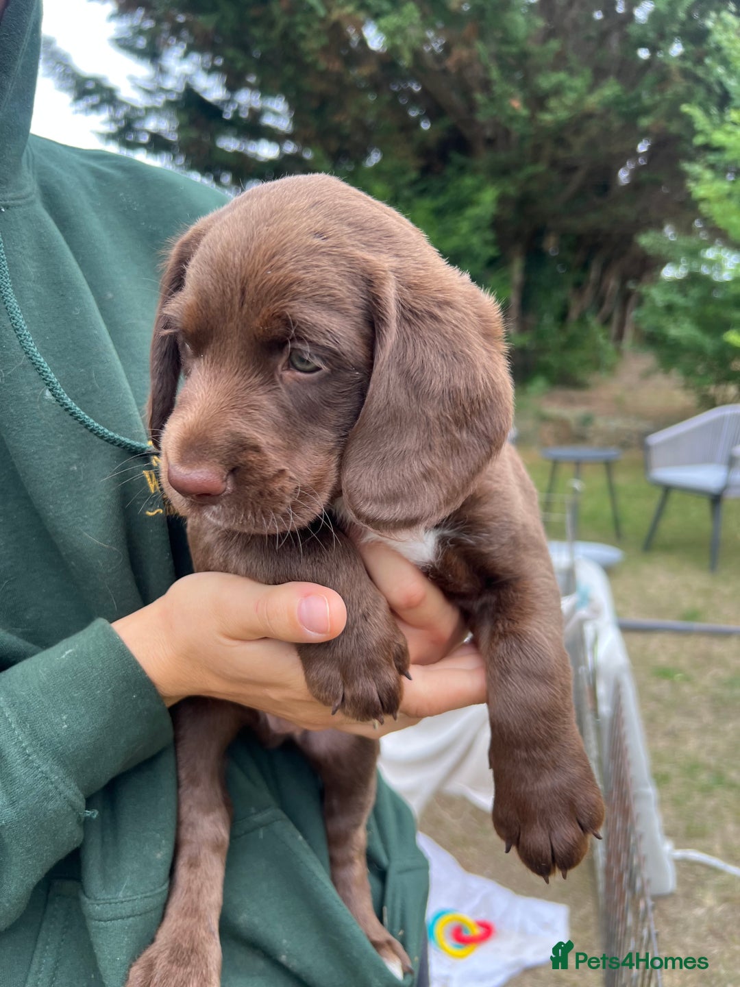 Cockerdor dogs for sale: One boy cockerdor puppy-Ready to go this weekend  - Image 2