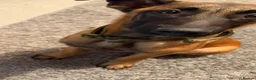 Belgian Shepherd Dog dogs for sale: Odin  - Advert 2