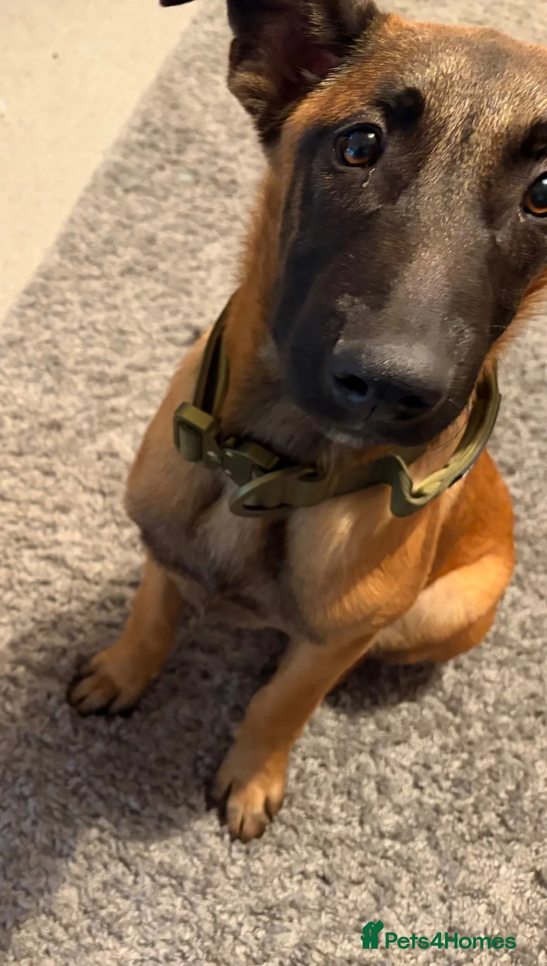 Belgian Shepherd Dog dogs for sale: Odin  - Advert 2