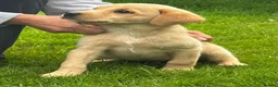 Labrador Retriever dogs for sale: Health Tested Labrador Pup - Advert 4