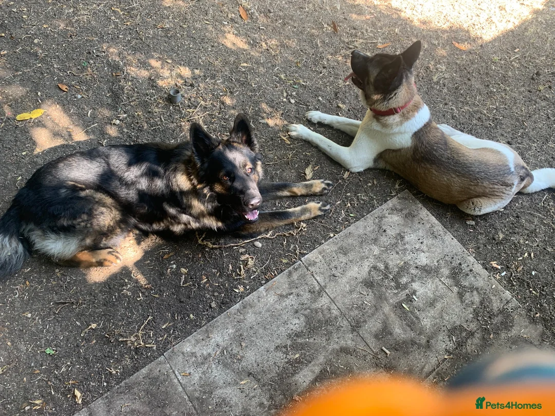 German Shepherd dogs for stud: German shepherd for stud in Wincanton - Advert 3