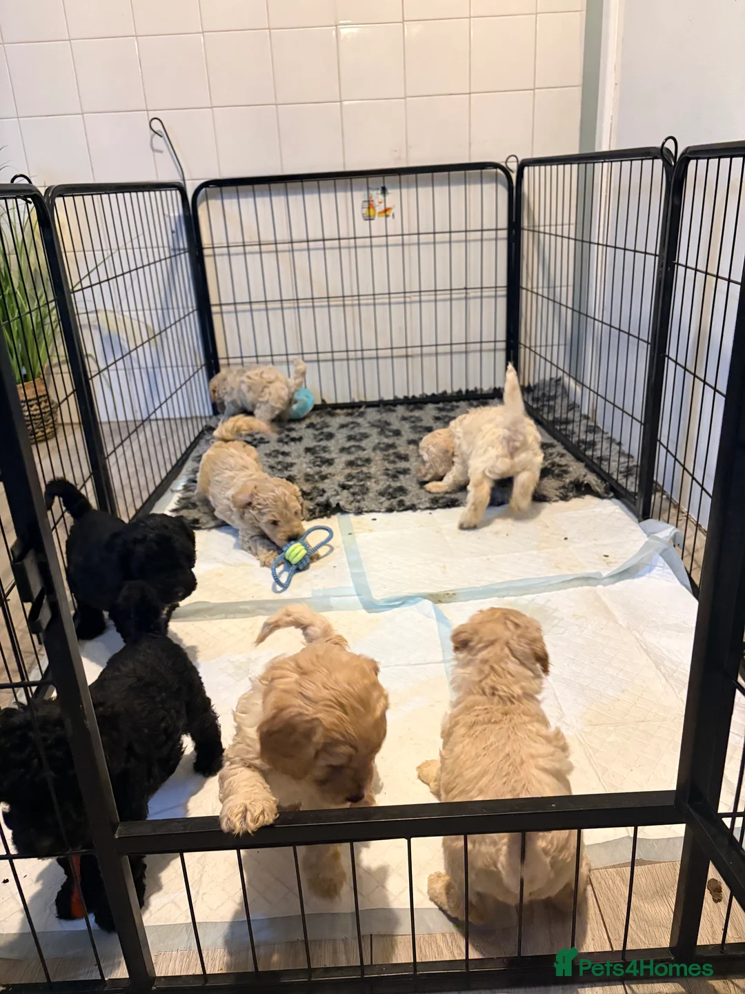 Cockapoo dogs for sale: F1B cockapoos last boy left  - Advert 21