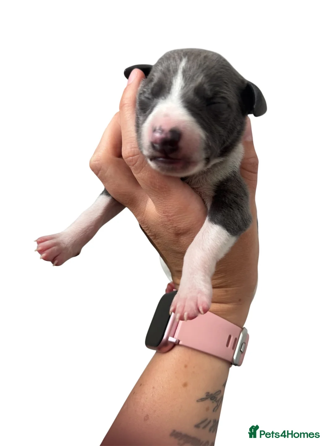 Whippet dogs for sale: Quality whippet puppies  in Newtown - Advert 18