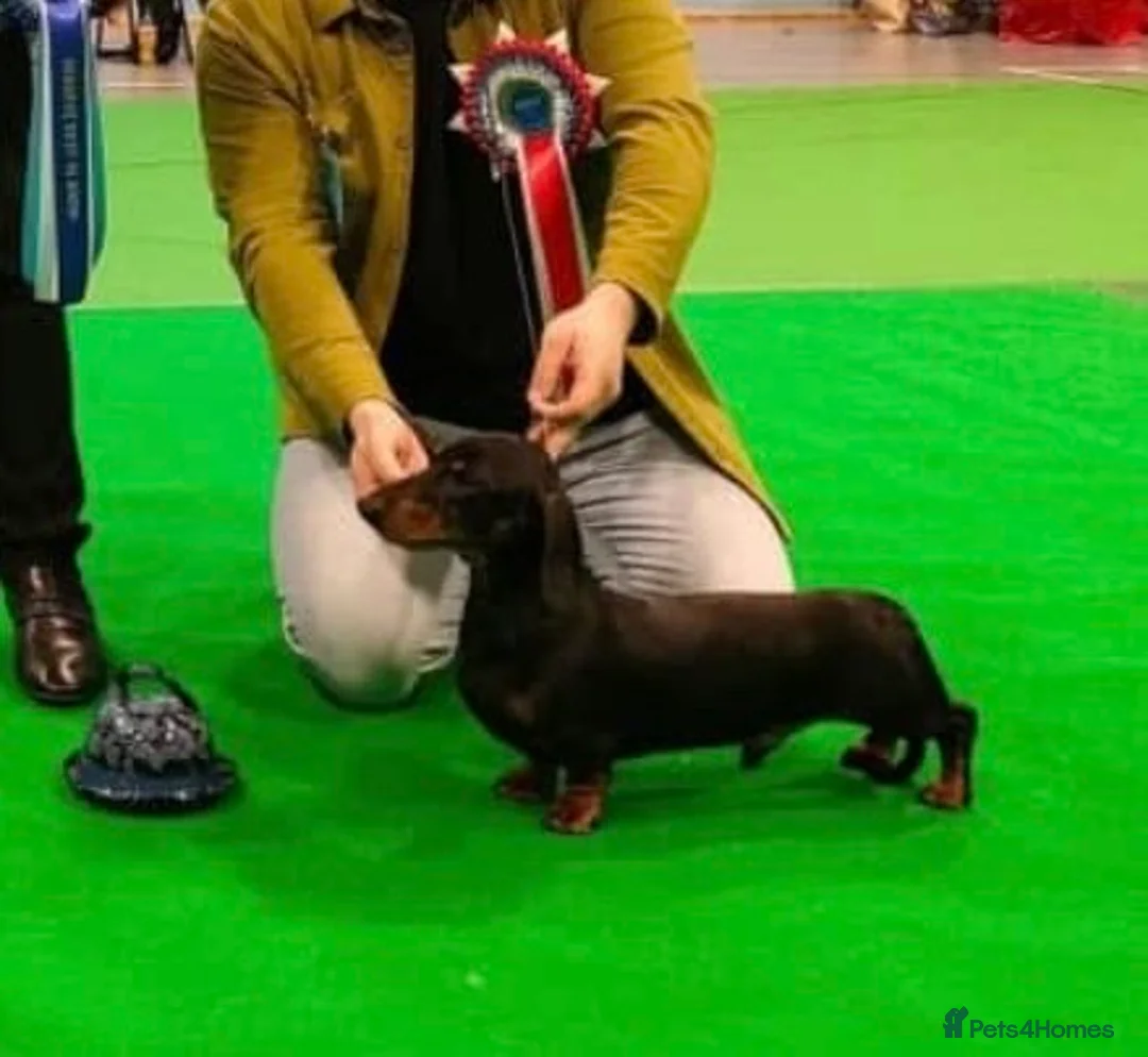 Miniature Dachshund dogs for stud: PRA Clear Black & Tan For Stud!!! - Advert 2