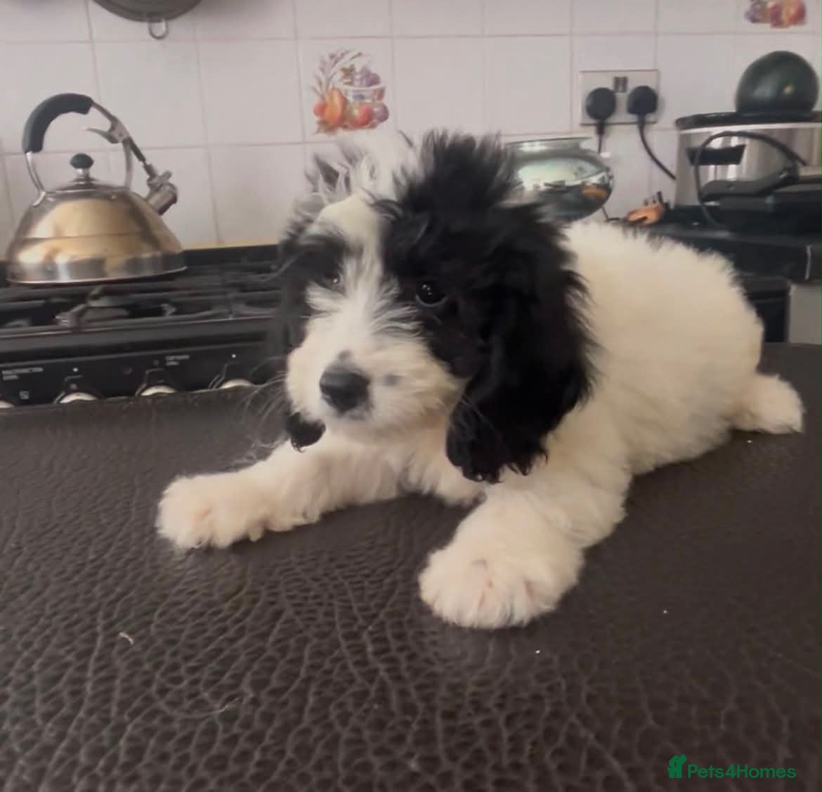 Cockapoo dogs Beautiful litter of cockapoos ready to leave now  - Advert 1