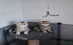 British Shorthair cats for sale: Rare GCCF Registered British Shorthair Kittens  - Image 11