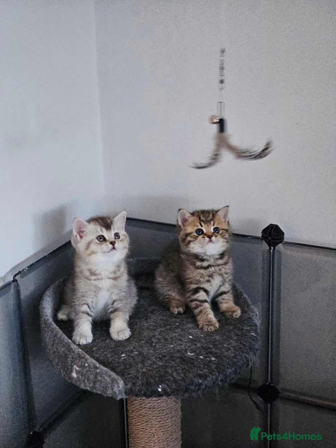 British Shorthair cats for sale: Rare GCCF Registered British Shorthair Kittens  - Image 11