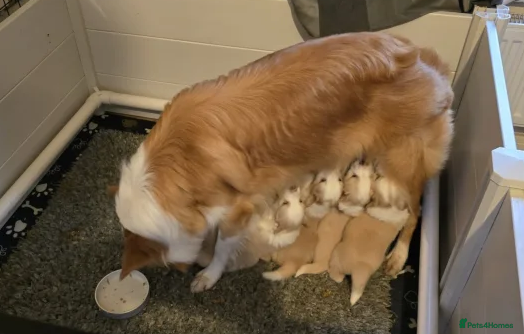 Border Collie dogs Perfect for Active Homes-Brilliant Border Collies - Advert 4