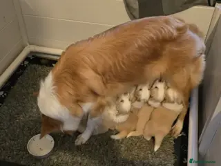 Border Collie dogs Perfect for Active Homes-Brilliant Border Collies - Advert 4