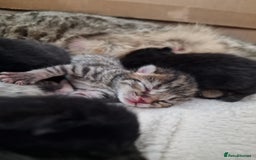 Mixed Breed cats for sale: Beautiful kittens for loving homes from 8th Aug  - Image 11