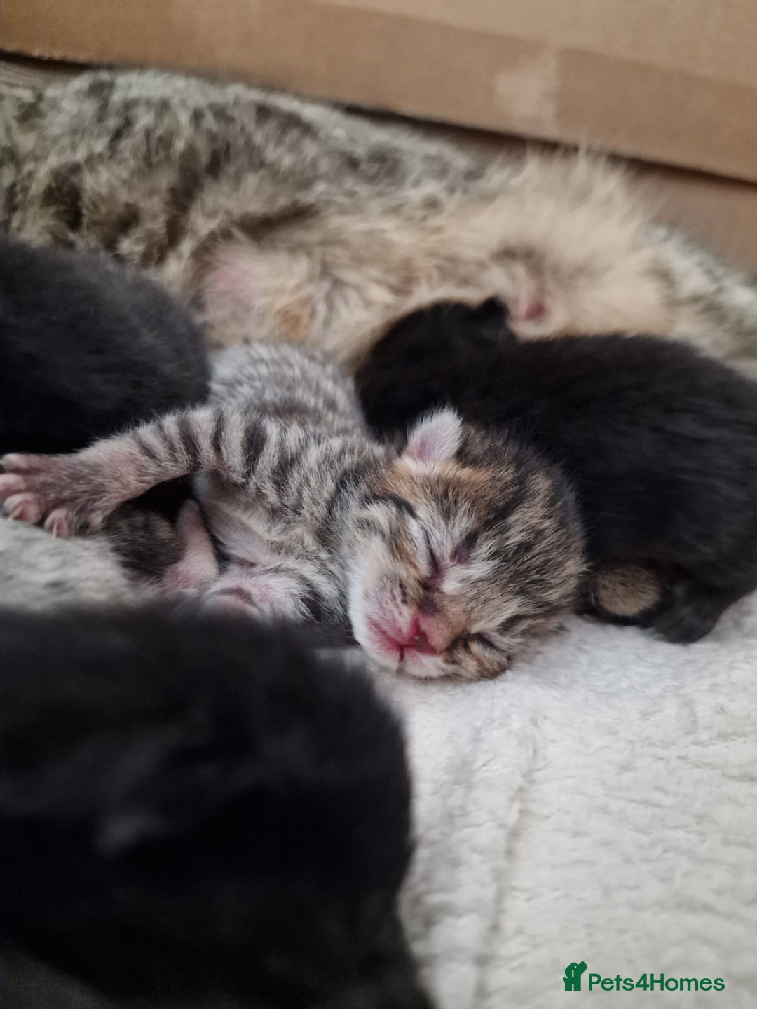Mixed Breed cats for sale: Beautiful kittens for loving homes from 8th Aug  - Image 11