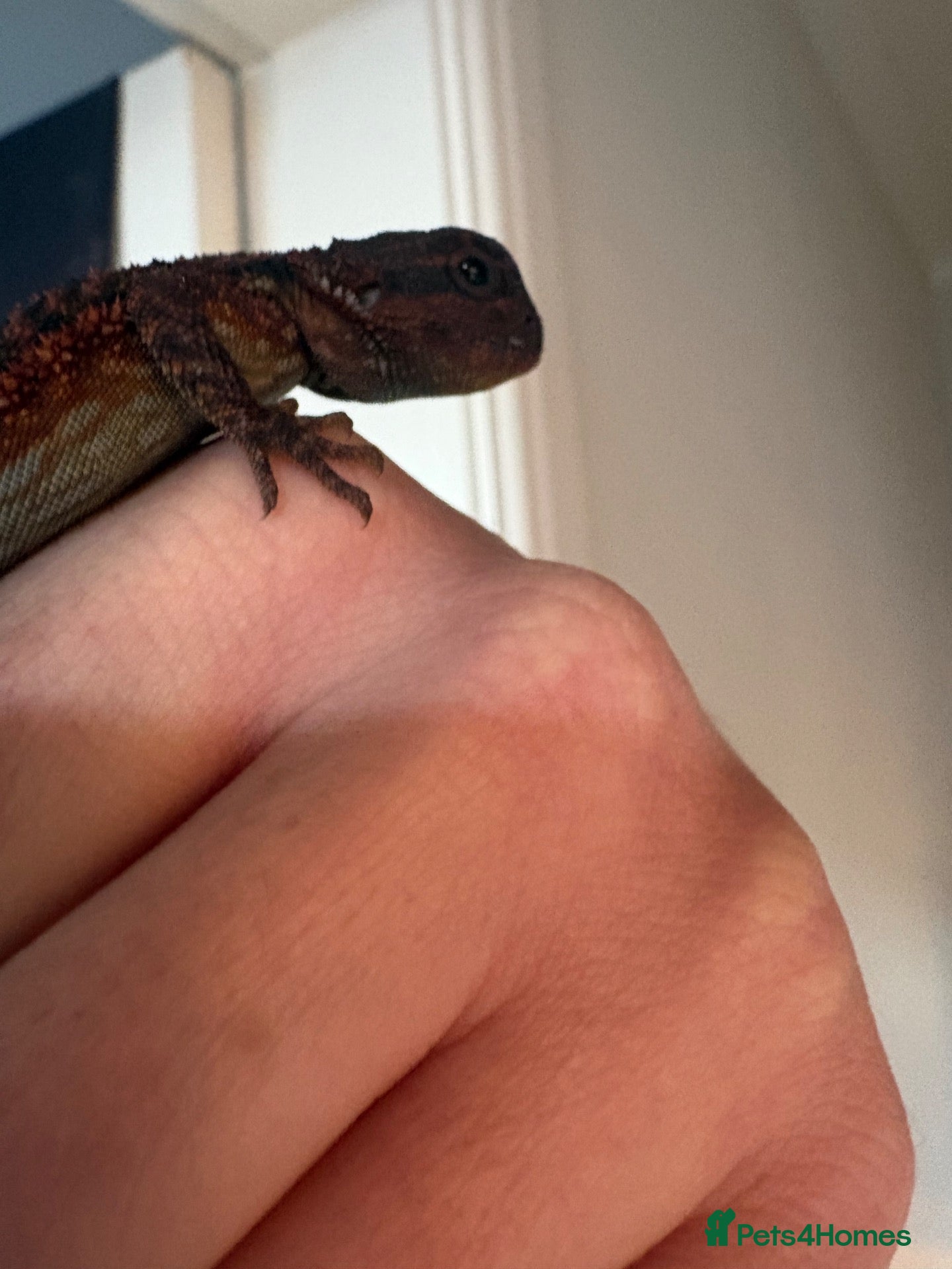Bearded Dragon reptiles Hypo/translucent bearded dragon  - Advert 2