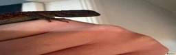 Bearded Dragon reptiles for sale: Hypo/translucent bearded dragon  - Advert 2