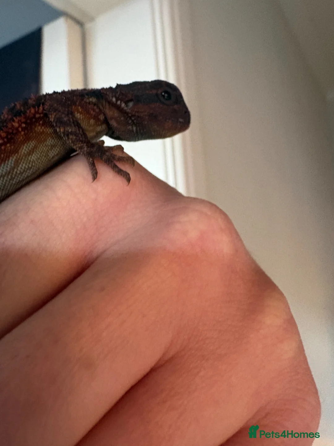 Bearded Dragon reptiles for sale: Hypo/translucent bearded dragon  - Advert 2