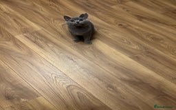 British Shorthair cats for sale: Regrettably I'm having rehome my BSH blue kitten  - Image 2