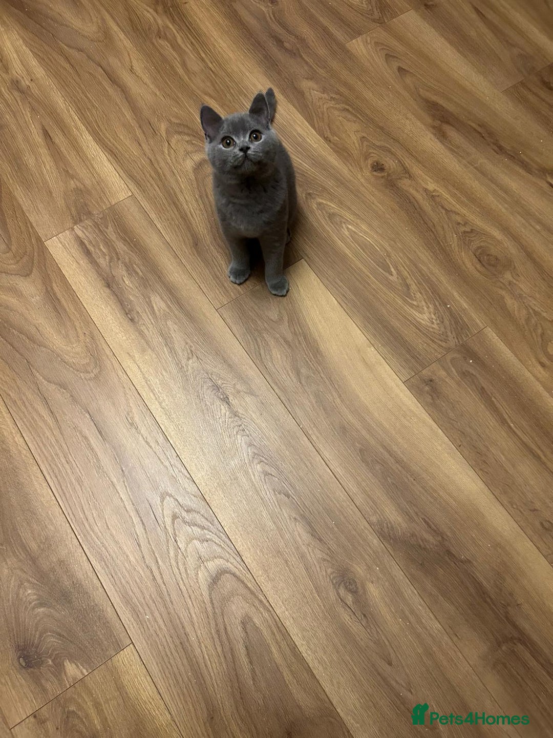 British Shorthair cats for sale: Regrettably I'm having rehome my BSH blue kitten  - Image 2
