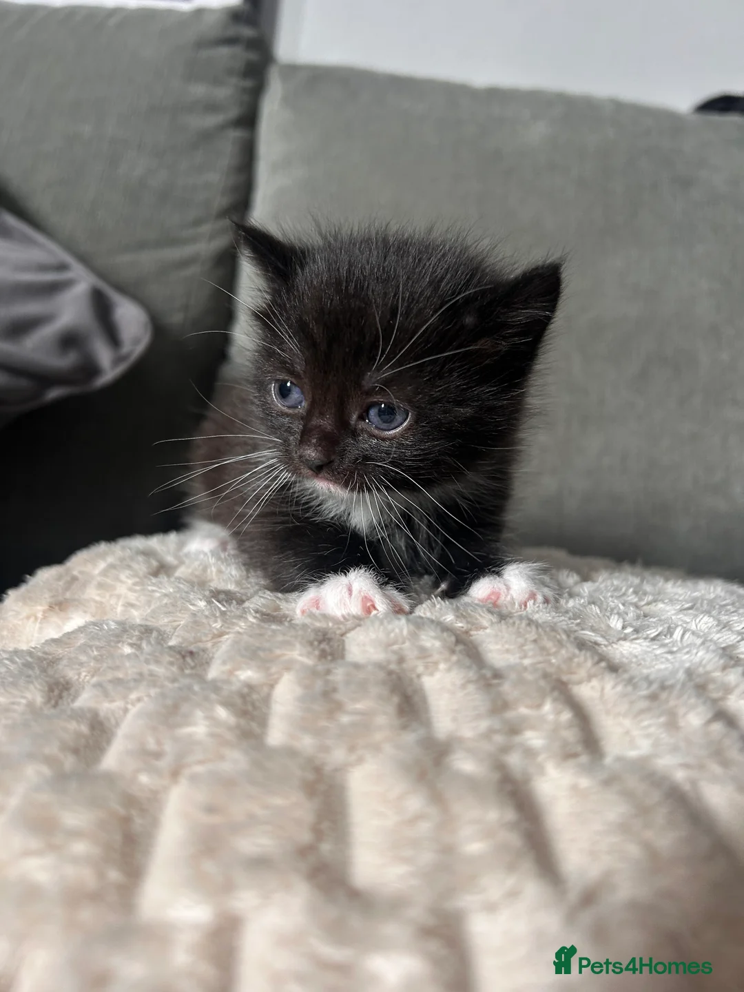 Mixed Breed cats for sale: 2 kittens for sale  - Advert 7