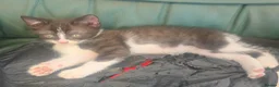 Mixed Breed cats for sale: Bsh cross kittens for sale in Llanidloes - Advert 3