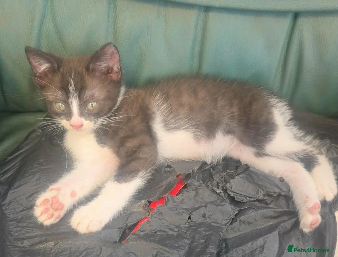 Mixed Breed cats for sale: Bsh cross kittens for sale in Llanidloes - Advert 3