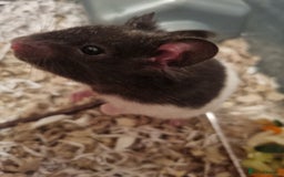 Hamster rodents for sale: Syrian hamsters  - Image 2