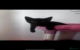 Mixed Breed cats for sale: 2 lovely girl kittens - Image 4