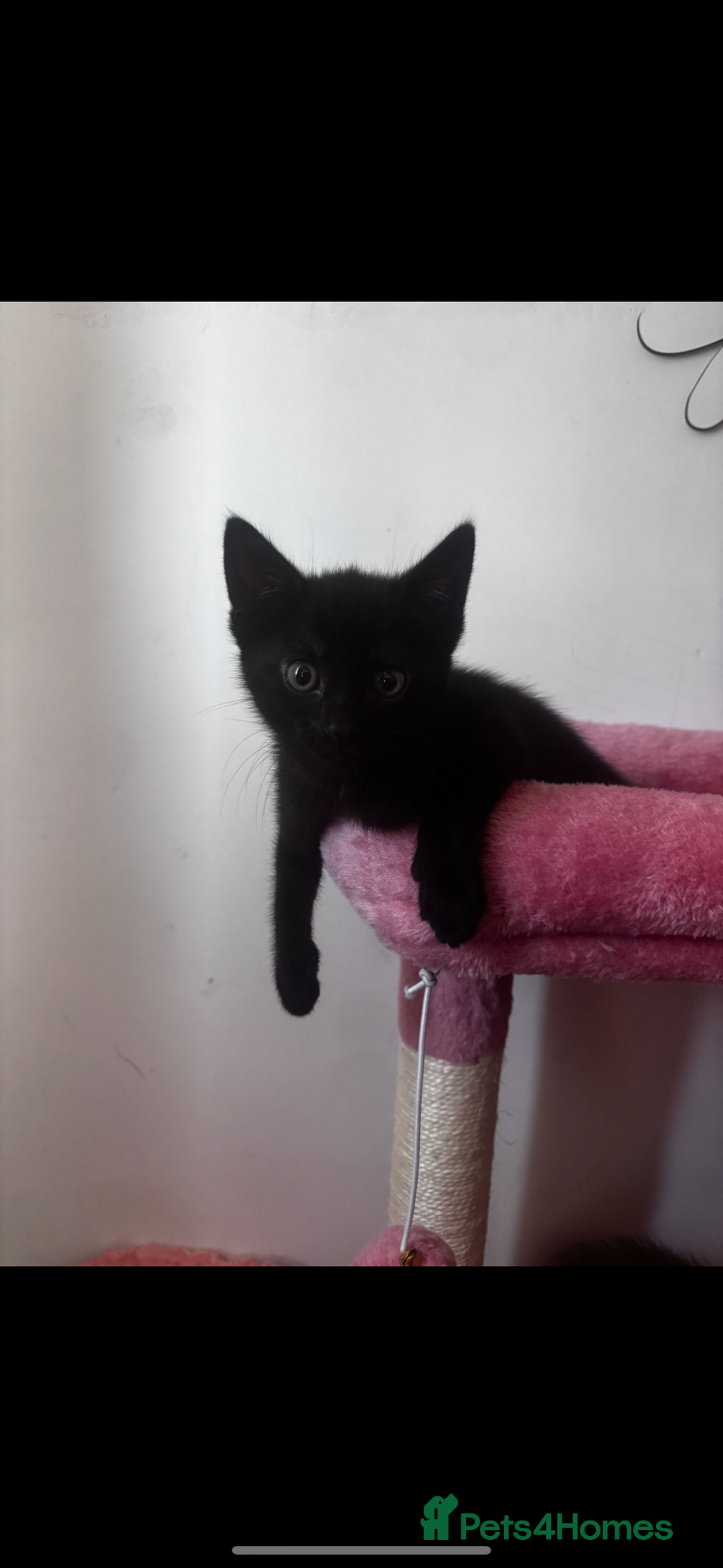 Mixed Breed cats for sale: 2 lovely girl kittens - Image 4