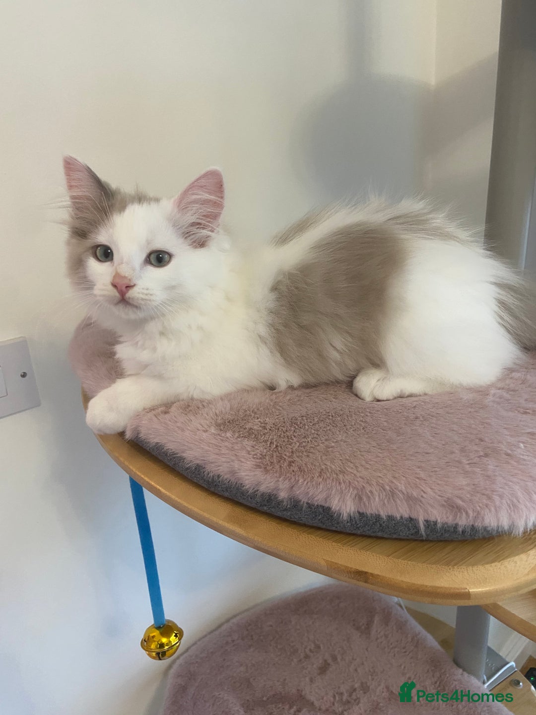 Ragdoll cats for sale: TICA ragdolls cherubim mink sepia solid tabby - Advert 9