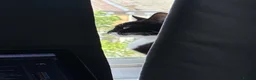European cats for sale: TUXEDO KITTEN (FEMALE) - Advert 16