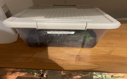 Tarantulas invertebrates for sale: Tarantula’s + scorpion for sale  - Advert 2