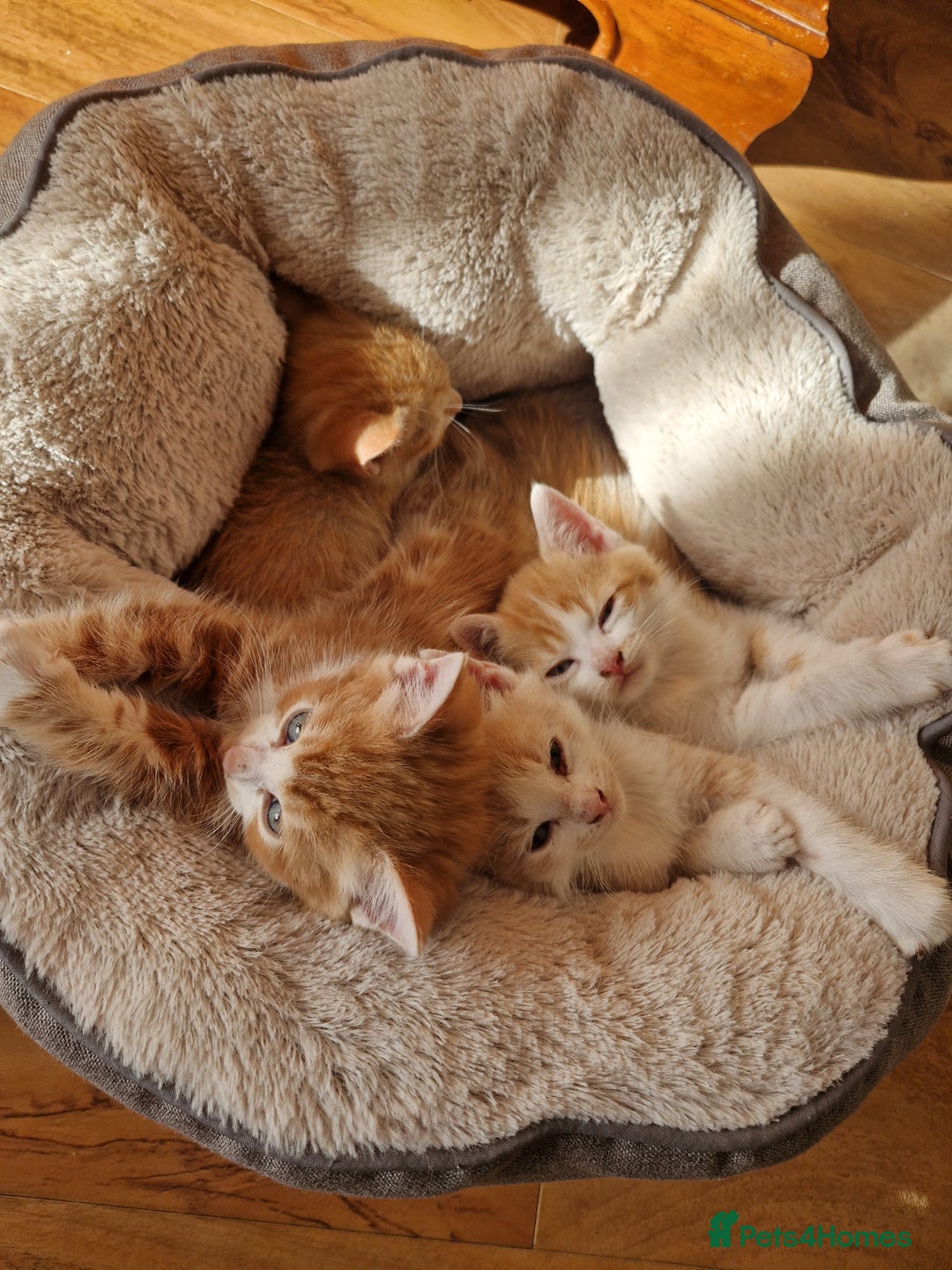 Domestic Shorthair cats for sale: Ginger and cream domestic shorthair kittens - Image 4