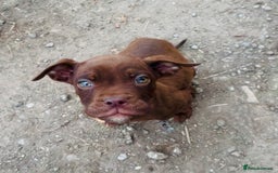 Mixed Breed dogs for sale: Reduce and ready to leave staff x bulldog 3 males - Image 8