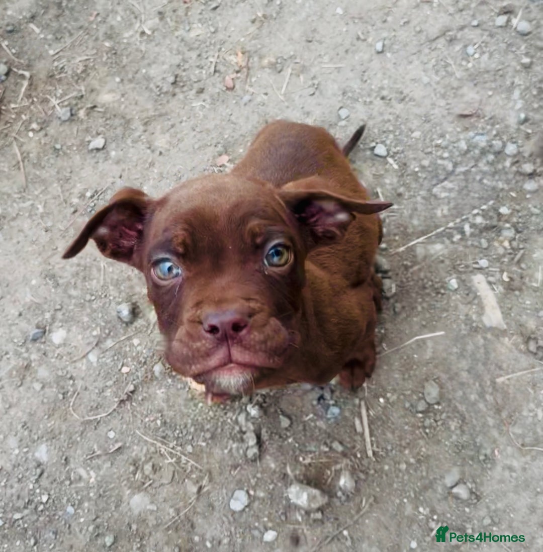 Mixed Breed dogs for sale: Reduce and ready to leave staff x bulldog 3 males - Image 8