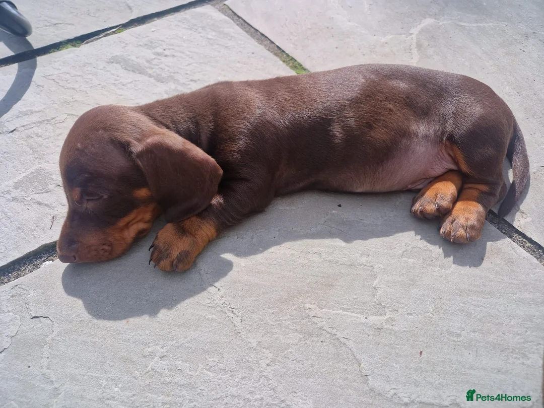 Miniature Dachshund dogs for stud: FOR STUD PROVEN KCreg Choc & tan mini Dachshund in Sunderland - Advert 17
