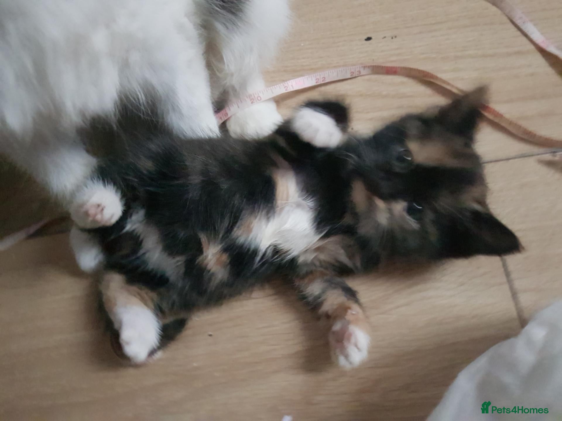 Mixed Breed cats  *2 LEFT* Beautiful Mixed Kittens For Sale 🐈‍⬛🐈 - Advert 20