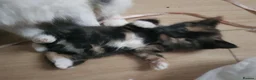 Mixed Breed cats for sale:  *2 LEFT* Beautiful Mixed Kittens For Sale 🐈‍⬛🐈 - Advert 1