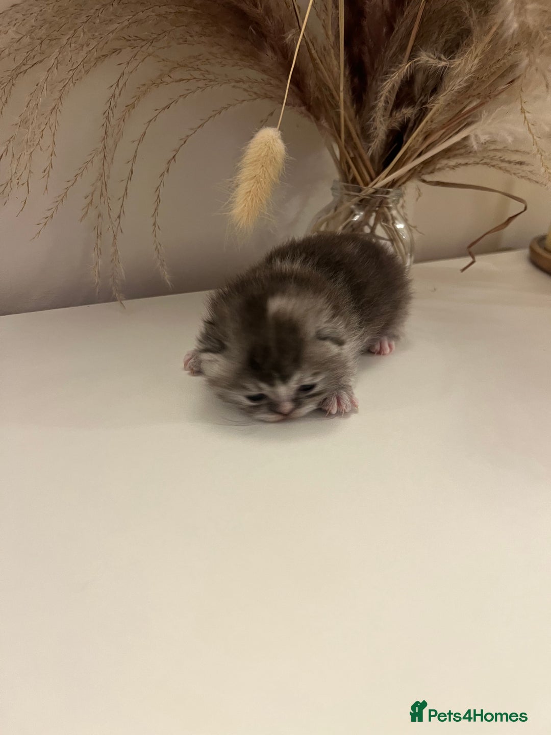 British Shorthair cats for sale:  Beautiful British Shorthair Kittens Available 🐾 - Advert 4