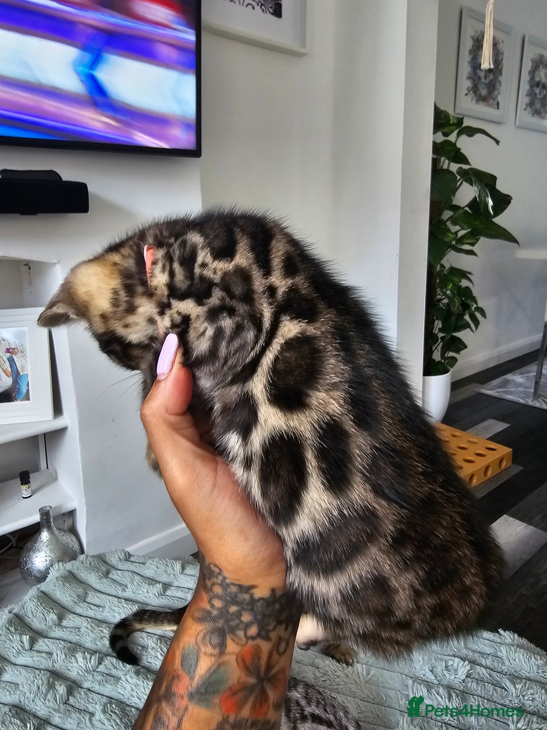 Bengal cats for sale: 3 HIGH QUALITY, PURE BLOODLINE BENGAL KITTENS  - Image 15