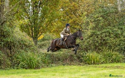 English Thoroughbred horses for sale: X2 safe stunning geldings alrounders - Image 28