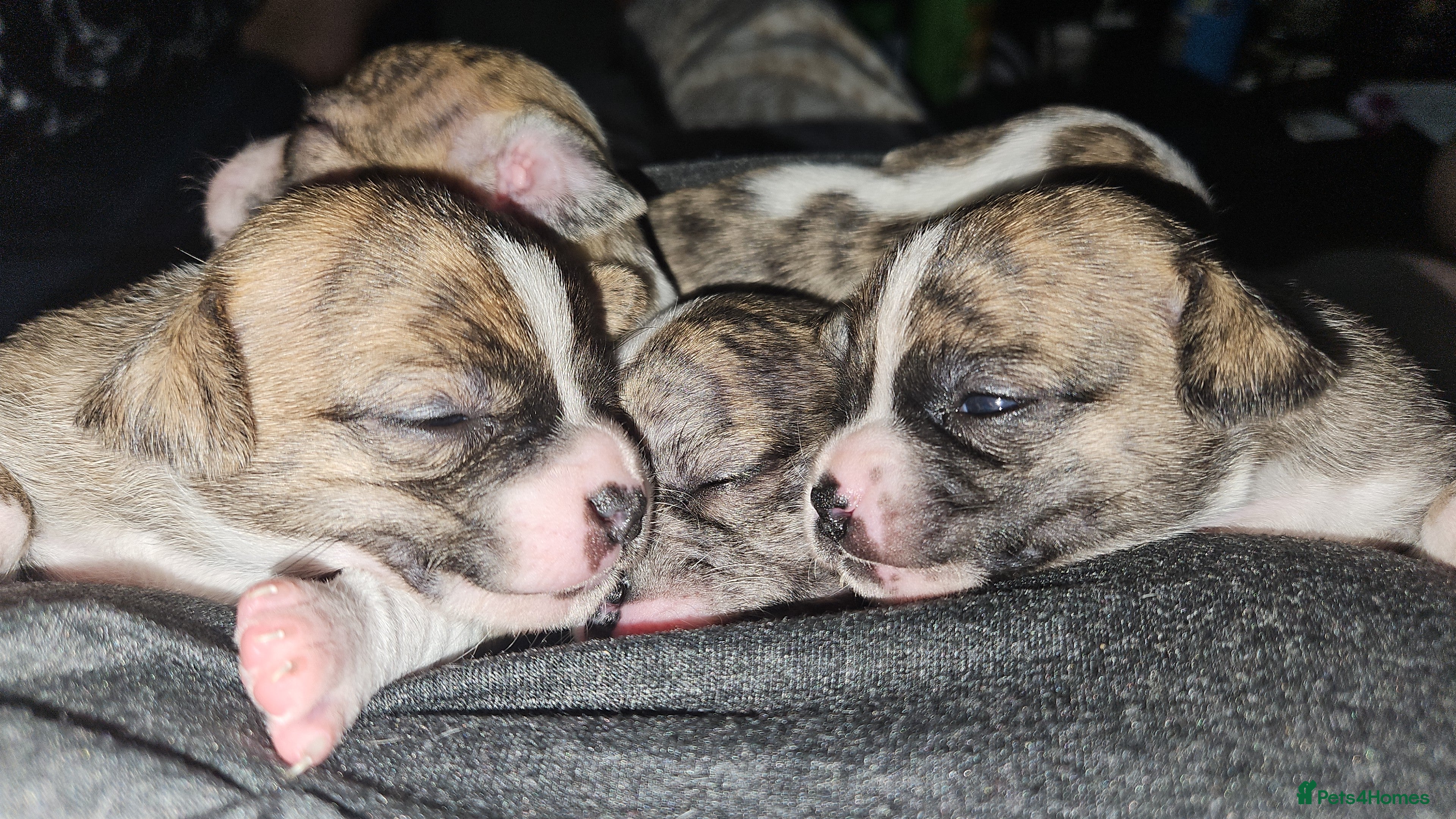 Mixed Breed dogs Beautiful Chihuahua Cross Puppies - Advert 7