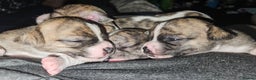Mixed Breed dogs for sale: Beautiful Chihuahua Cross Puppies - Advert 1