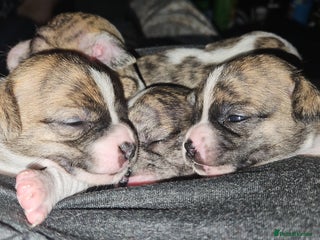 Mixed Breed dogs Beautiful Chihuahua Cross Puppies - Advert 2