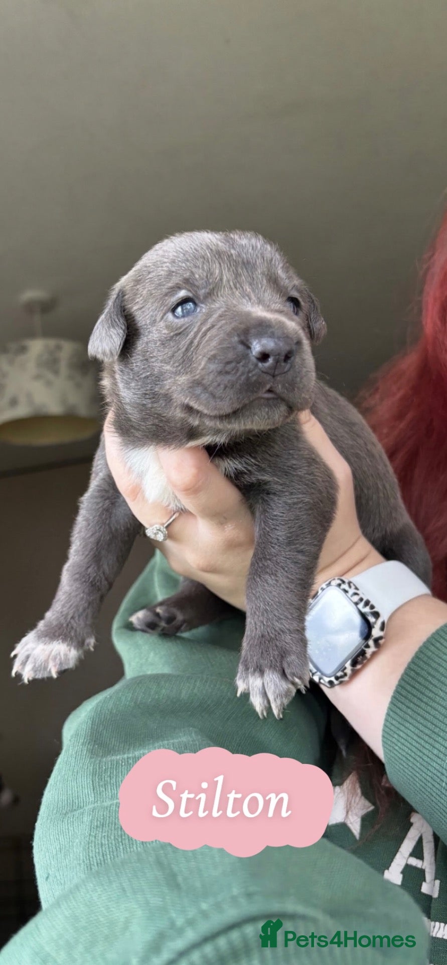 Mixed Breed dogs Gorgeous Blue & Brindle Mixed Breed Puppies 🫐💗 - Advert 3