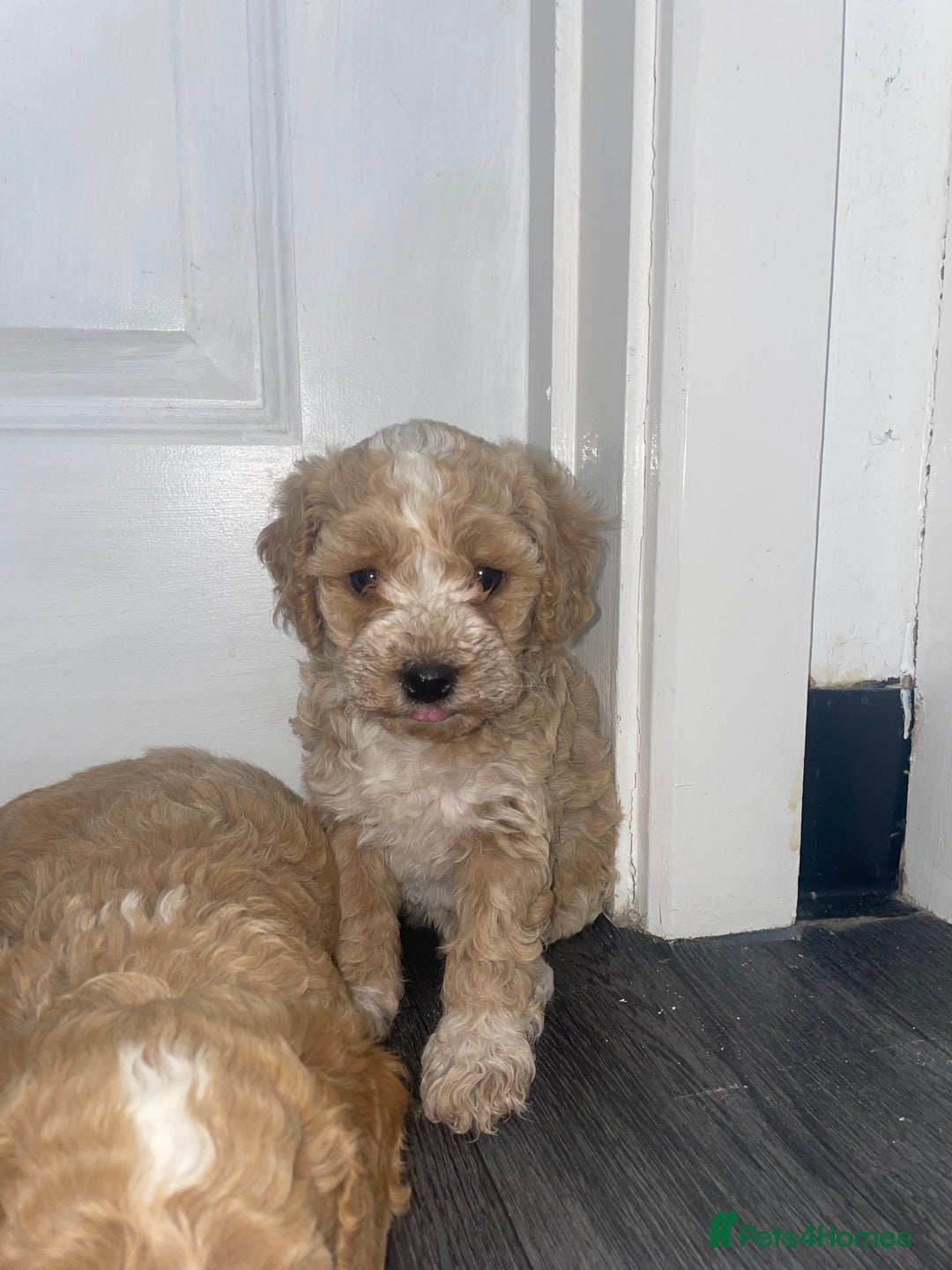 Miniature Poodle dogs for sale: Miniature poodle puppies  - Image 16